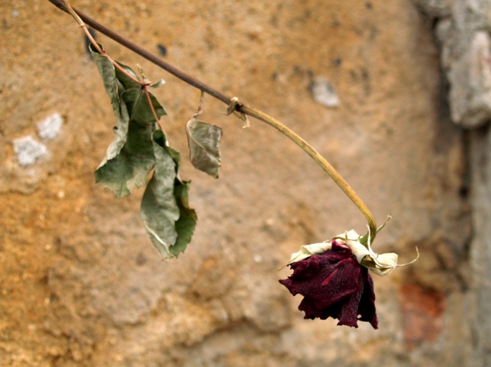 Dead rose Dead rose