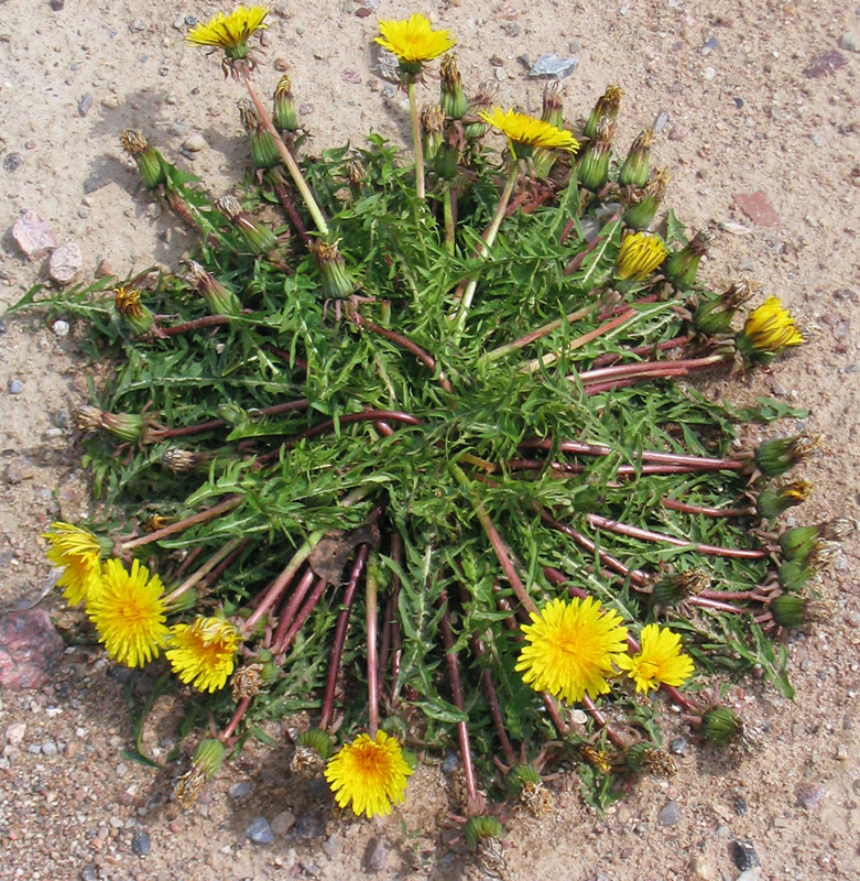 Taraxacum
